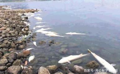 孕妇梦见河里好多鱼