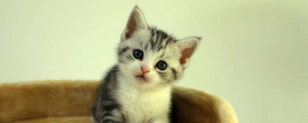 美短猫取名字大全