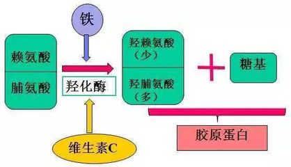 新生儿脯氨酸偏低