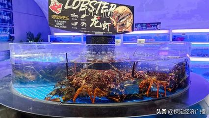 保定水族批發(fā)市場(chǎng)：保定觀賞魚批發(fā)市場(chǎng)