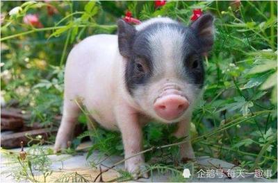 属猪人养什么花旺财