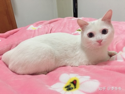 三个月的猫咪有多大