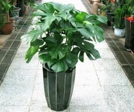 耐阴的室内植物有哪些