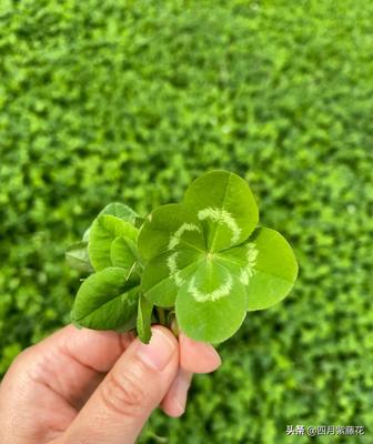 幸运草的寓意