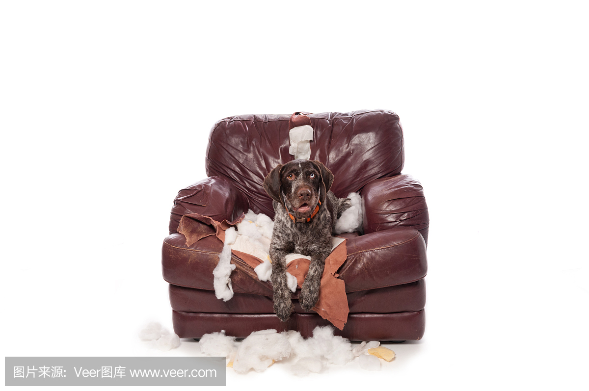 顽皮狗家具是品牌吗