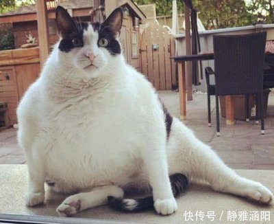 五斤的猫一天吃多少