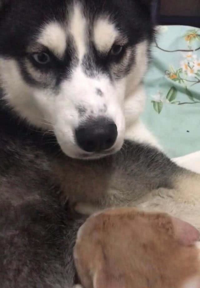 梦见被猫咬一口