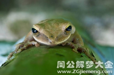做梦梦到很多青蛙