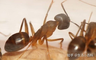 家里小黄蚂蚁哪里来的
