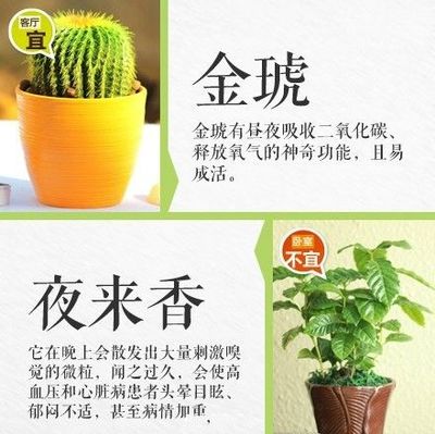 兰花对孕妇有影响吗