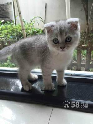 三个月的猫咪有多大