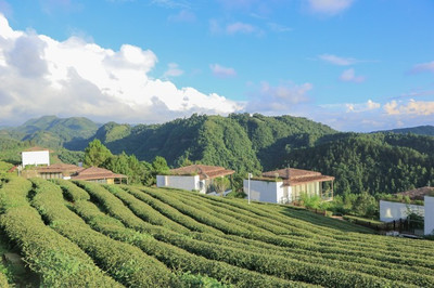 茶园别墅