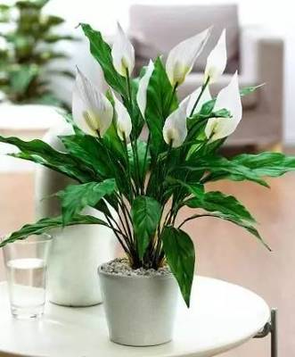 厨房种植什么什么花好
