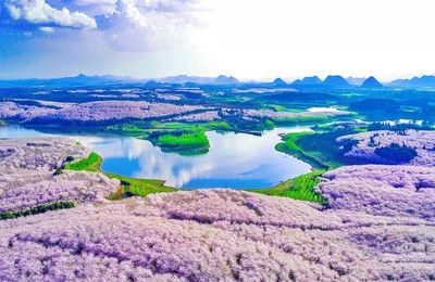 红枫湖樱花游览攻略