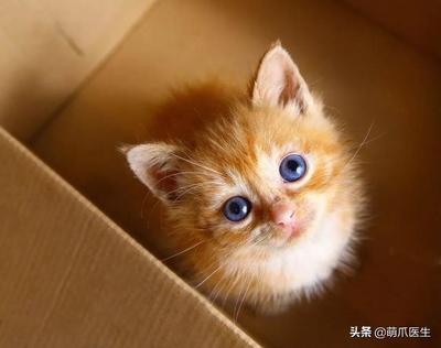 怀孕初期可以养猫吗
