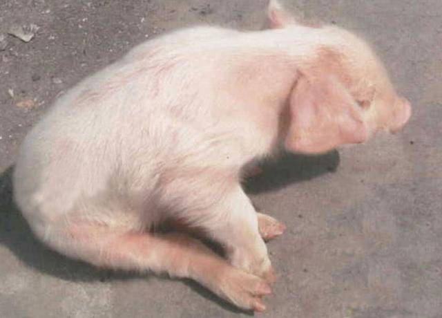 伪狂犬怎么治疗