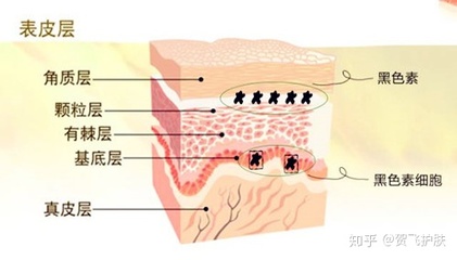 体内能转化成黑色素的氨基酸是