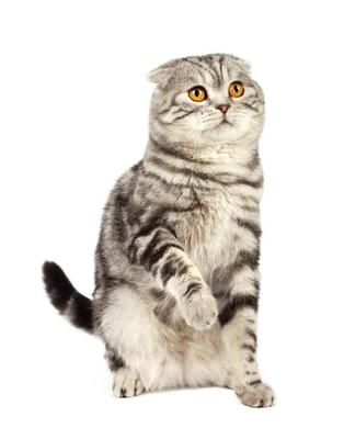 暹罗猫和折耳猫的孩子价格