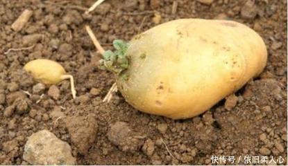 土豆为什么变红