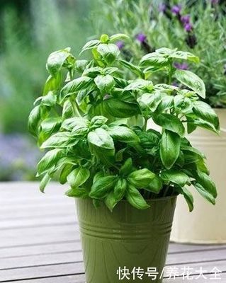 厨房种植什么什么花好