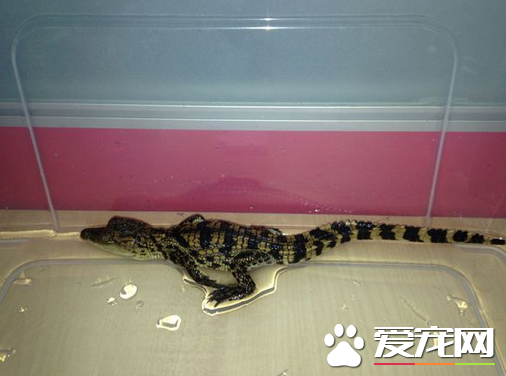 宠物鳄鱼多少钱
