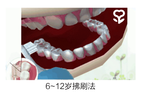 20颗牙齿