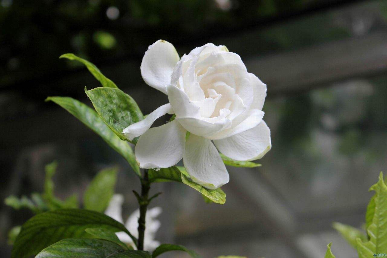 栀子花网名