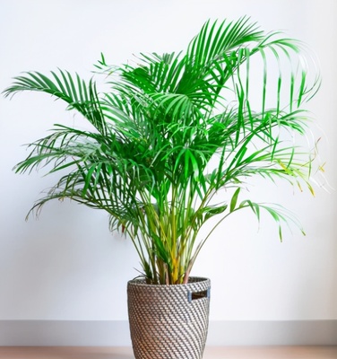 最好养的室内植物