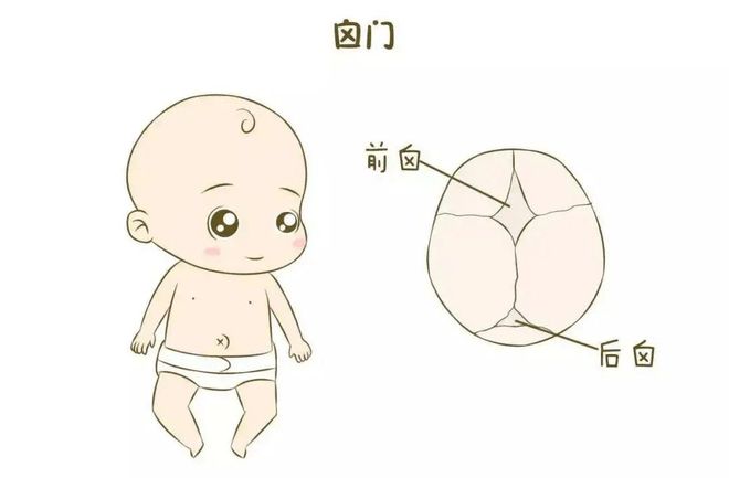 新生儿前囟门多少厘米