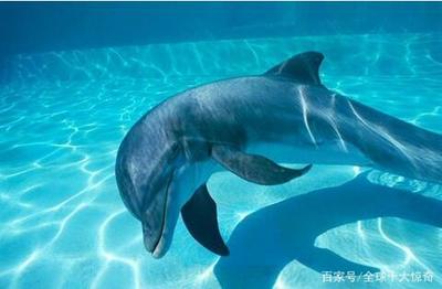 海豚怎么表达高兴