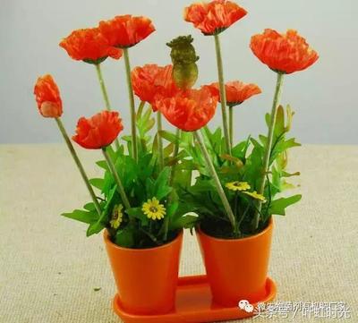 花代表什么生肖