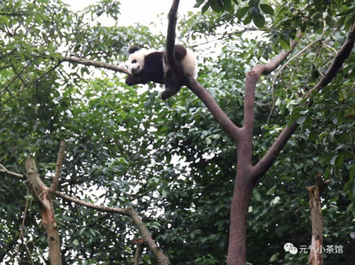 爬树睡觉的熊叫什么