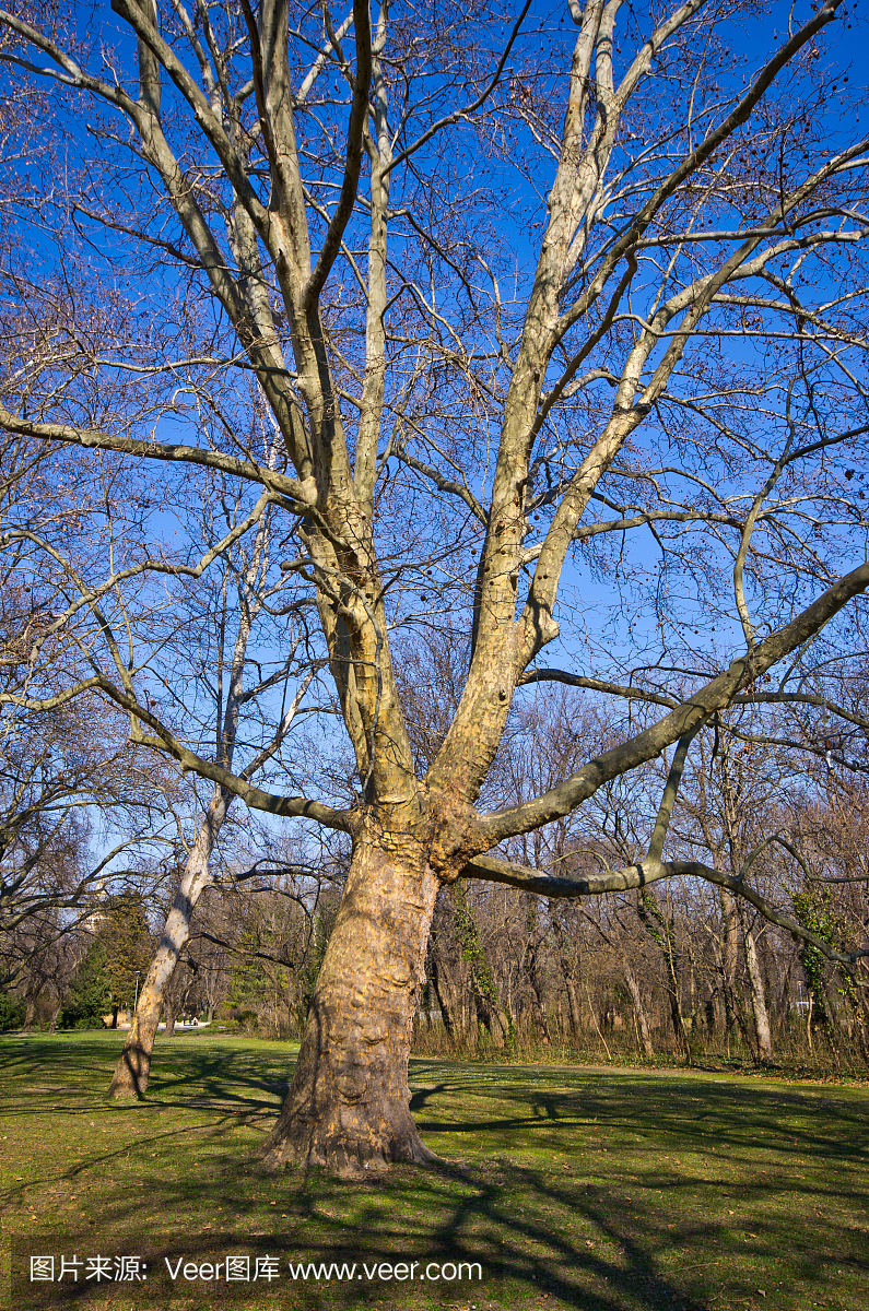 法国梧桐_法国梧桐素材_法国梧桐模板_图查查