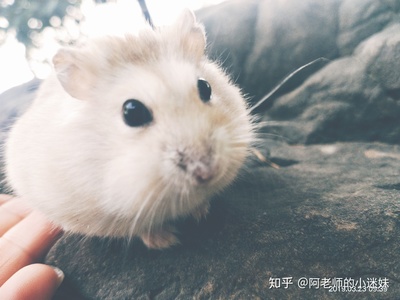 仓鼠起名字