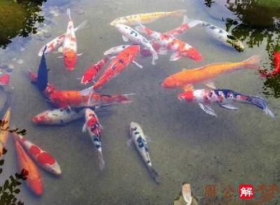 做梦在河里抓鱼