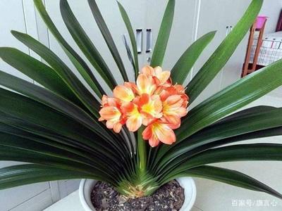君子兰的风水寓意