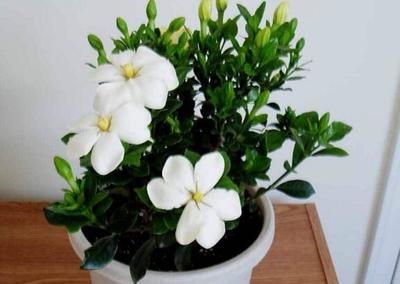 适合卧室的花