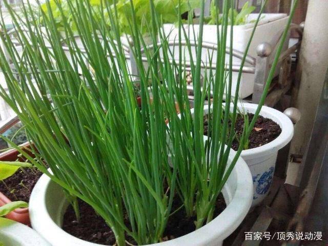 阳台种葱怎么自制肥料