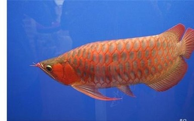红龙鱼能活多长时间啊：红龙鱼的寿命多长时间,红龙鱼的寿命多长时间能活多久