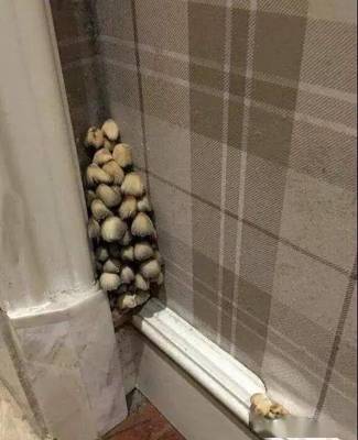 家中长出蘑菇是好是坏