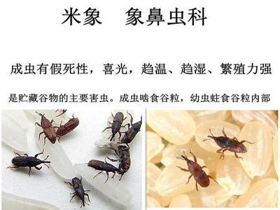 地板虫怎么彻底消灭