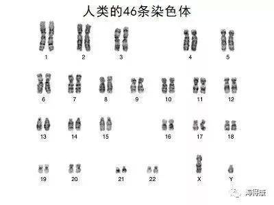 染色体会影响怀孕吗