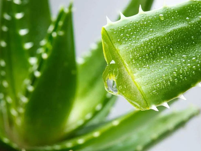 能用芦荟直接涂痘痘吗