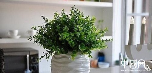 卧室放植物的风水禁忌