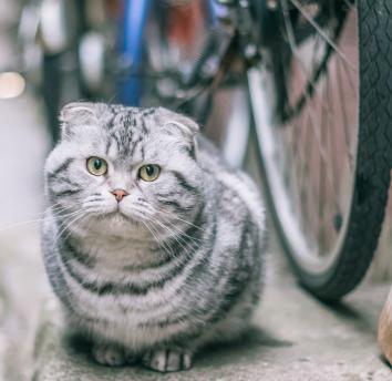 美短猫取名字大全