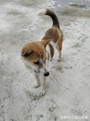 土狗取名字大全