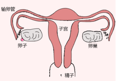 输卵管通而不畅会怀孕吗