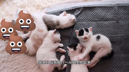 猫猫拉肚子