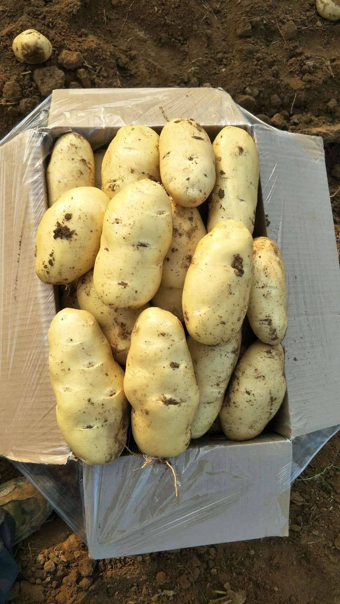 云南有机土豆价格多少