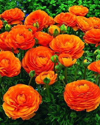 花朵的名字大全